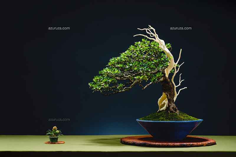 bonsai-saba-.jpg bonsai-saba-.jpg