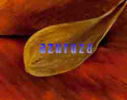 orchidleaf